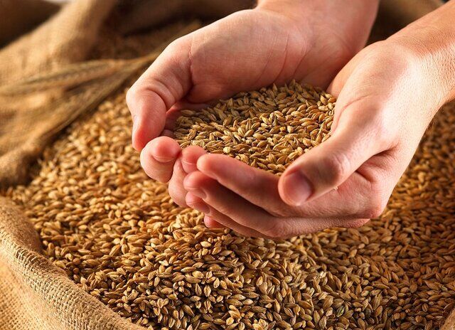 خرید تضمینی گندم از مرز یک میلیون تن گذشت
