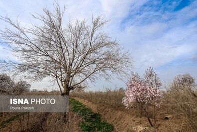 بهار شکوفه گل درخت