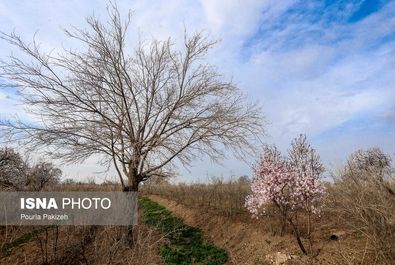 بهار شکوفه گل درخت