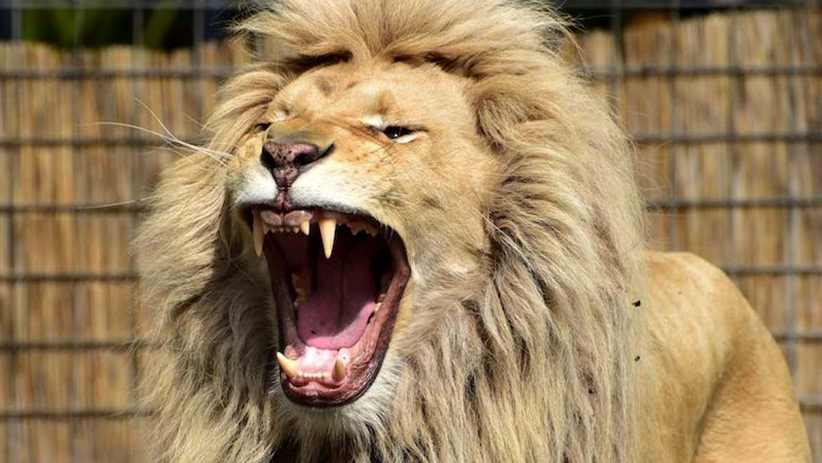 شیر عصبانی دزد تولهاش را خورد