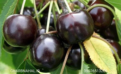 کسب درآمد با خرید و کاشت نهال گیلاس