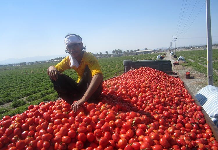 گوجه فرنگی لب مرز کیلویی ۱۷ هزار تومان شد/ آغاز صادرات به سوریه از طریق عراق