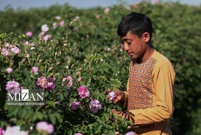 فصل برداشت گل محمدی