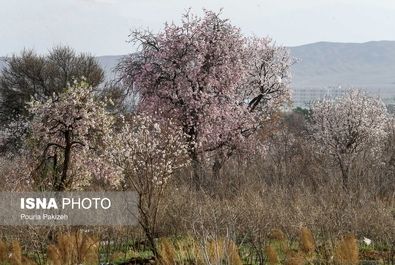 بهار شکوفه گل درخت