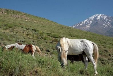 شقایق لار دماوند