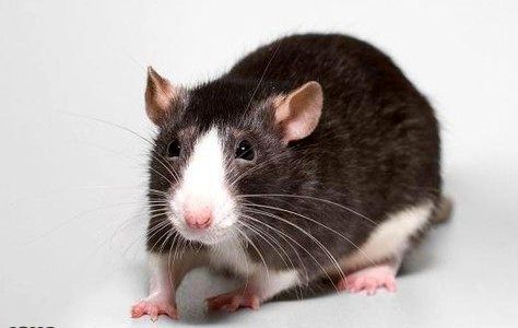 مواردی از ابتلای چند انگلیسی به بیماری که از طریق موش منتقل می‌شود