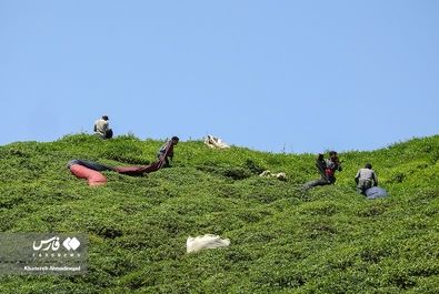برداشت چای