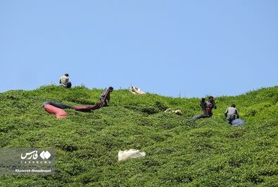 برداشت چای