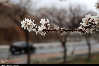 شکوفه‌های بهاری در سنندج