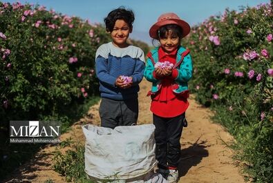 فصل برداشت گل محمدی