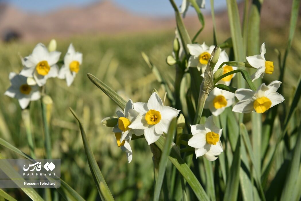 برداشت «گل نرگس»