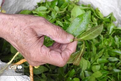 برداشت چای