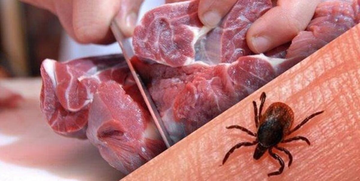 شناسایی ۹ مورد ابتلا تب کریمه کنگو در استان یزد؛ یک نفر جان باخت