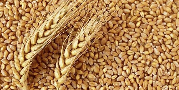 هند پس از گندم، صادرات آرد را محدود می‌کند