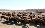 قیمت دام زنده امروز دوشنبه ۹ شهریور ۱۴۰۵ 