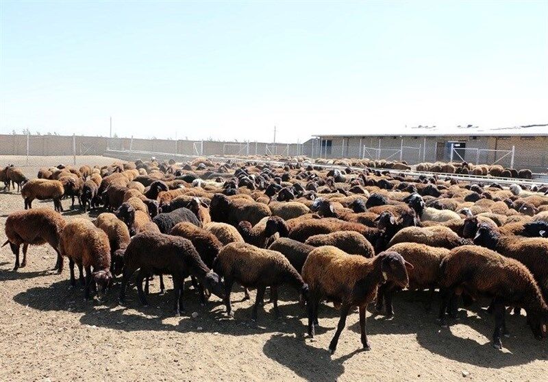 قیمت دام زنده امروز چهارشنبه ۹ اردیبهشت ۱۴۰۵ 