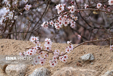 بهار شکوفه گل درخت