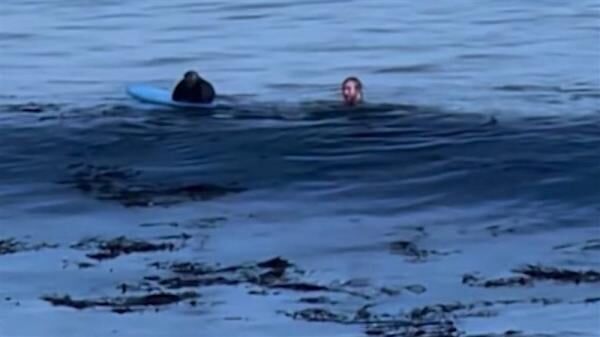 فوک بازیگوش تخته موج‌سوار را تصاحب و از او تقلید کرد + ویدئو