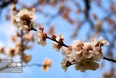 شکوفه‌های بهاری