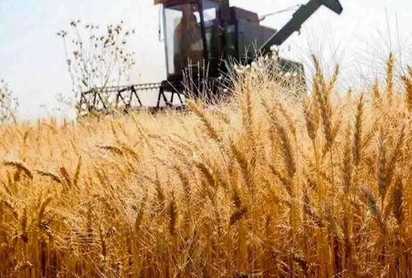 قیمت انواع نهاده های دامی و محصولات کشاورزی امروز  ۲۱ مرداد ۱۴۰۴